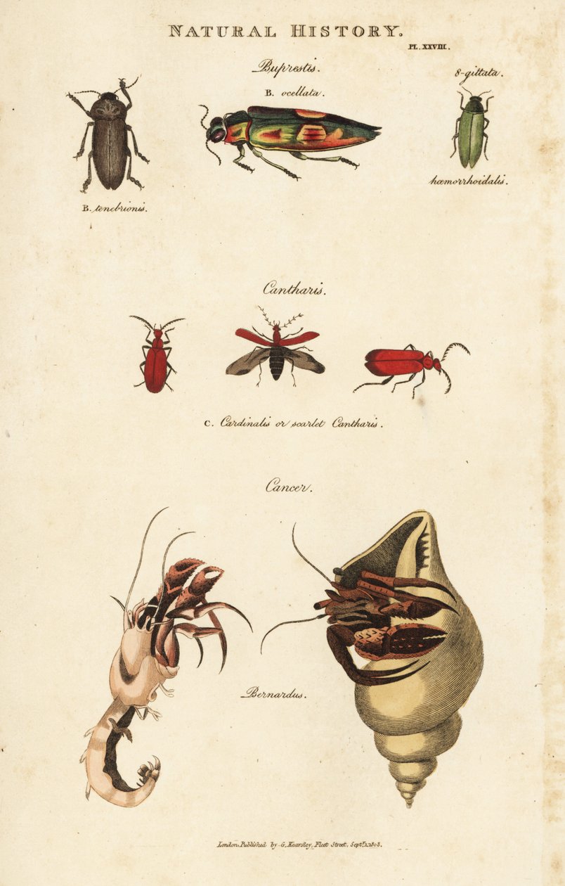 Bupreste und Pagure (Einsiedlerkrebs) von Sydenham Teast Edwards
