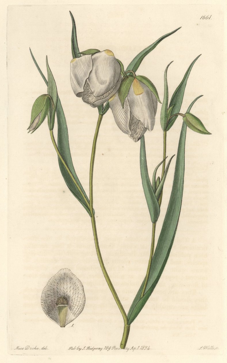 Calochorte (Mariposa) oder Cyclobothre mit weißen Blüten, heimisch in Kalifornien von Sydenham Teast Edwards