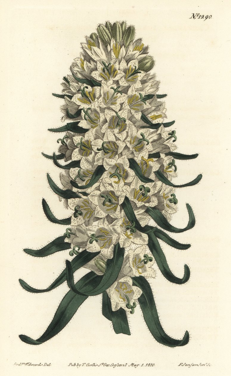 Glockenblume hat schöne Blüten - Pyrenäen-Glockenblume, Campanula speciosa (Langgespitzte Glockenblume, Campanula thyrsoidea). Handkolorierte Kupferstichgravur von F. Sansom Jr. nach einer Illustration von Sydenham Edwards aus William Curtis