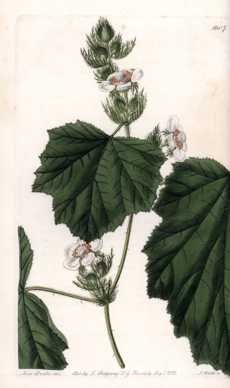 Kastanienrebe (Stich von S. Watts, Illustration von Sarah Anne Drake) von Sydenham Teast Edwards