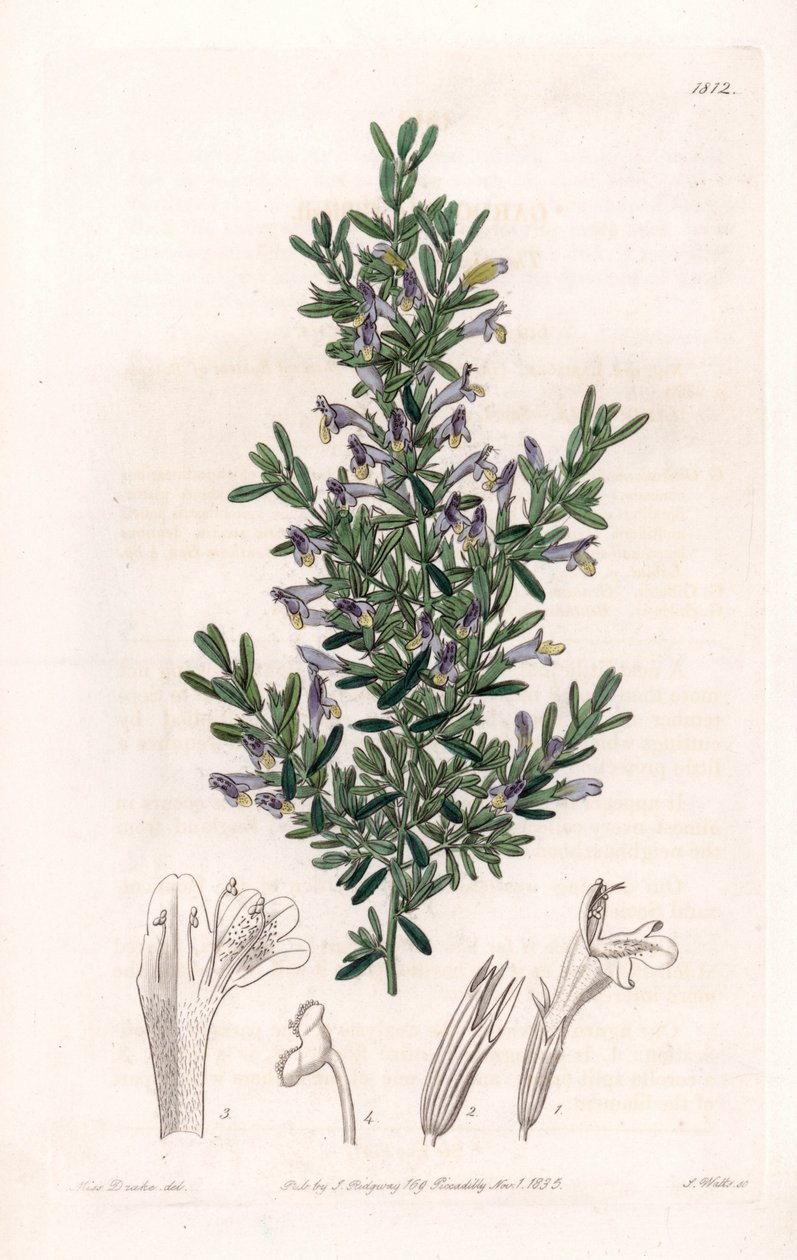 Clinopodium Variete - Platte graviert von S. Watts, nach einer Illustration von Sarah Anne Drake (1803-1857), aus dem Botanical Register von Sydenham Edwards (1768-1819), England von Sydenham Teast Edwards