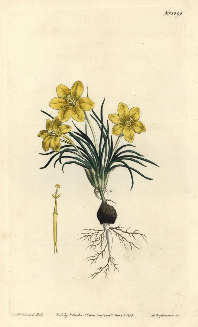 Uhrblume von Sydenham Teast Edwards