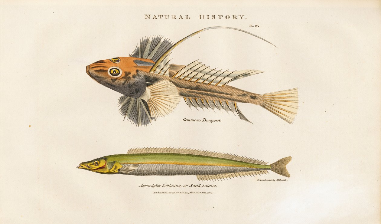 Leierfisch und Sandlanze von Sydenham Teast Edwards