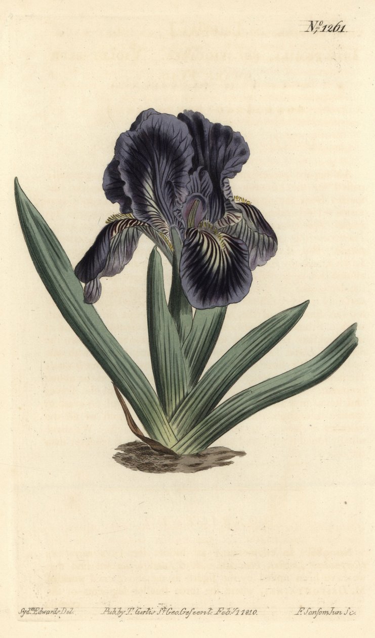 Zwergiris - Iris x binata (Purpur-blaue Zwergschwertlilie, Iris pumila var. violacea). Handkolorierte Kupferstichgravur von F. Sansom Jr. nach einer Illustration von Sydenham Edwards aus William Curtis
