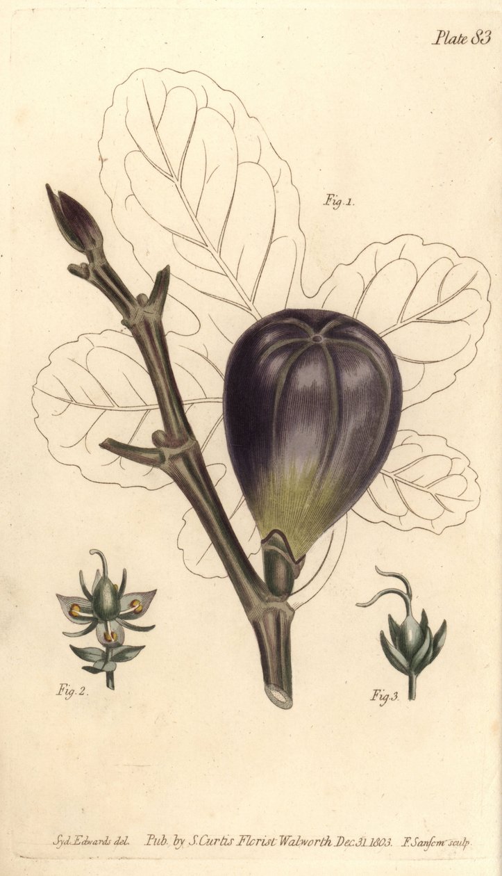 Feige, Ficus carica von Sydenham Teast Edwards