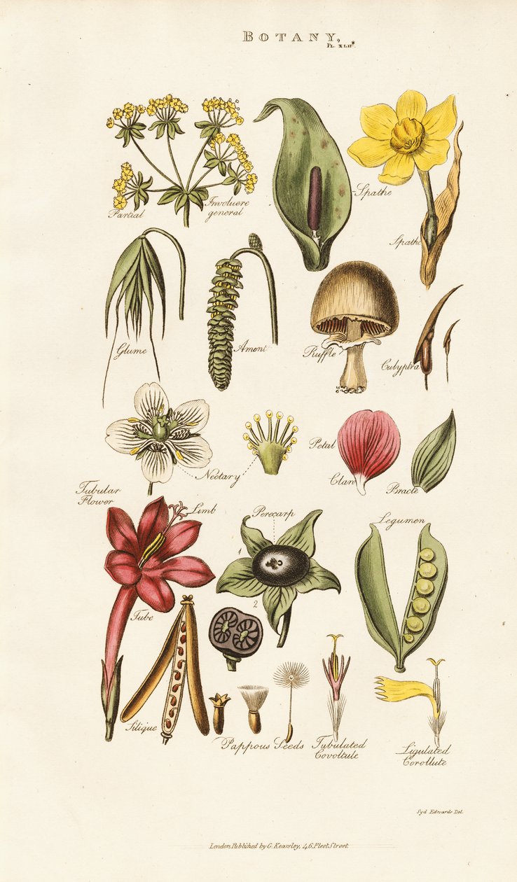 Blumen- und Pflanzenstrukturen von Sydenham Teast Edwards