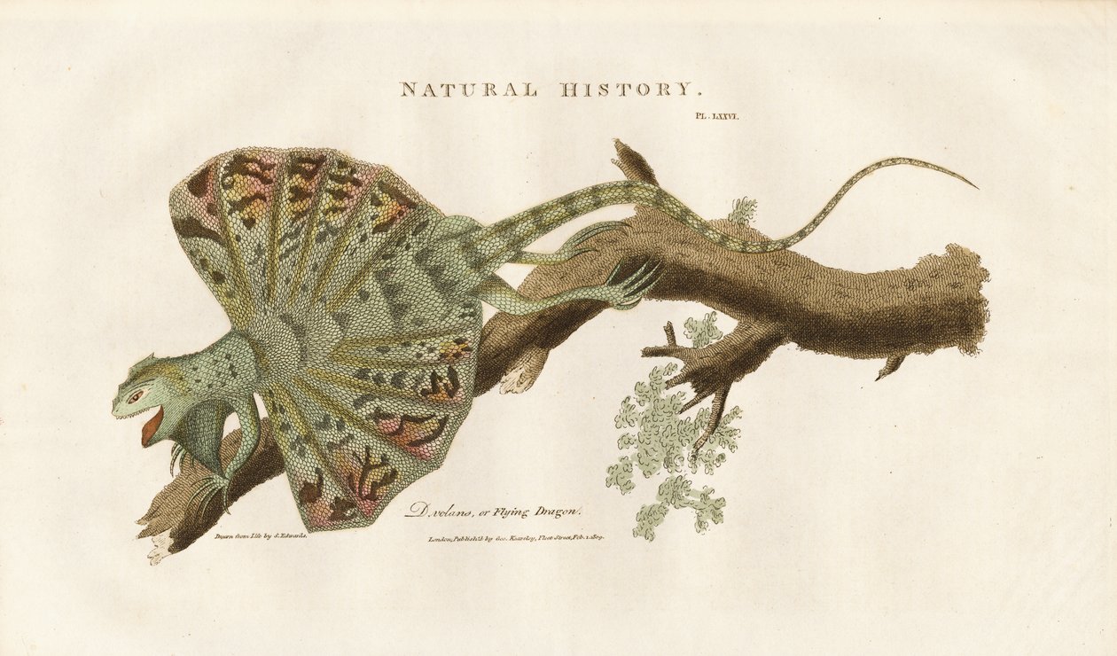 Fliegender Drache auf einem Ast von Sydenham Teast Edwards