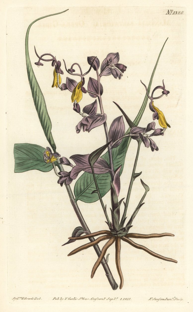 Globba radicalis von Sydenham Teast Edwards
