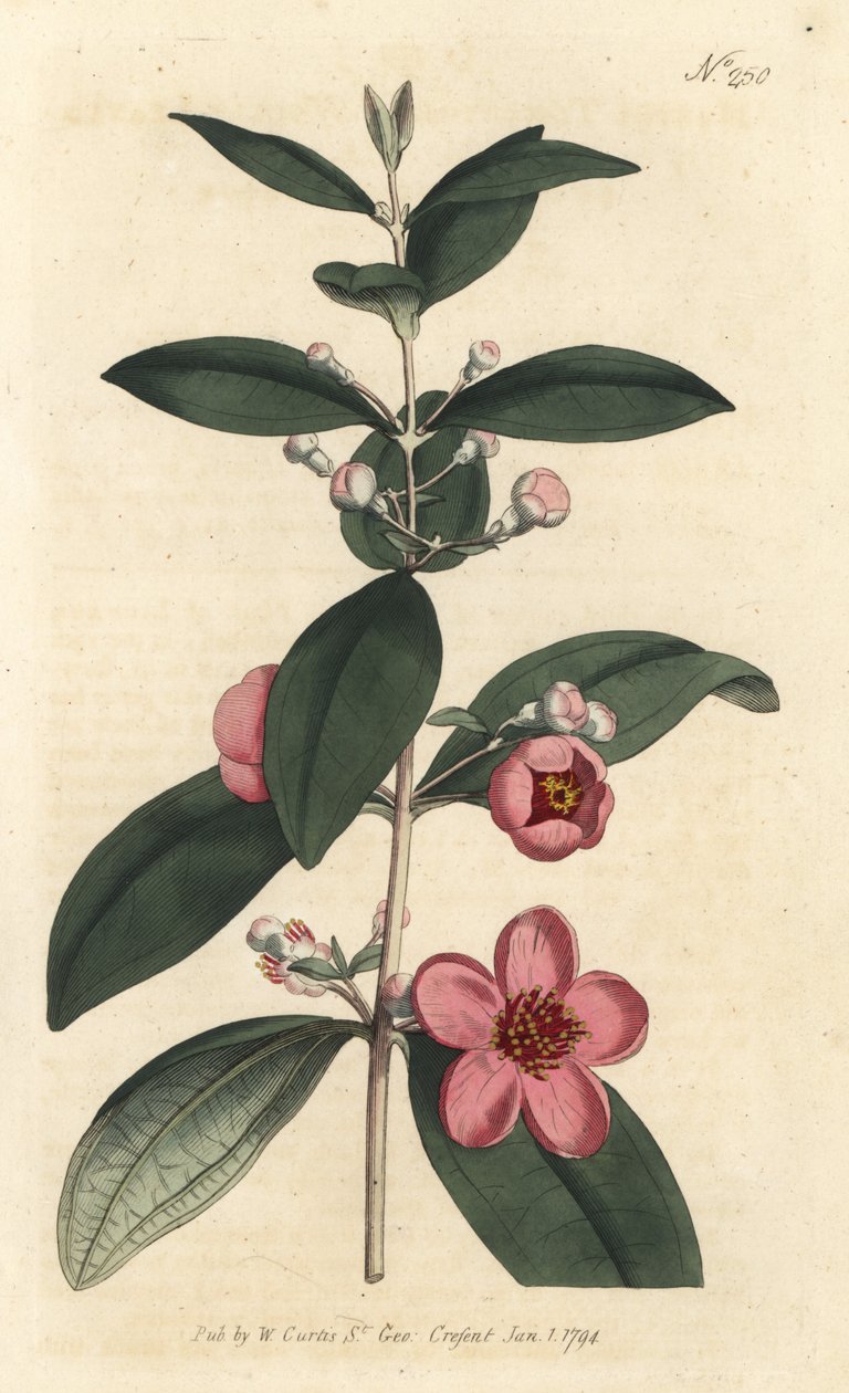 Stachelbeere (Stich von Sansom, Illustration von Sydenham Edwards) von Sydenham Teast Edwards
