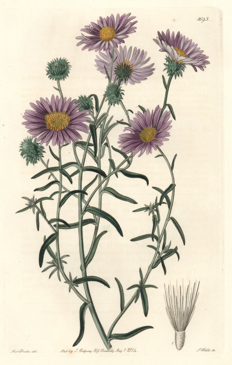 Graue Aster, ursprünglich aus Kalifornien von Sydenham Teast Edwards