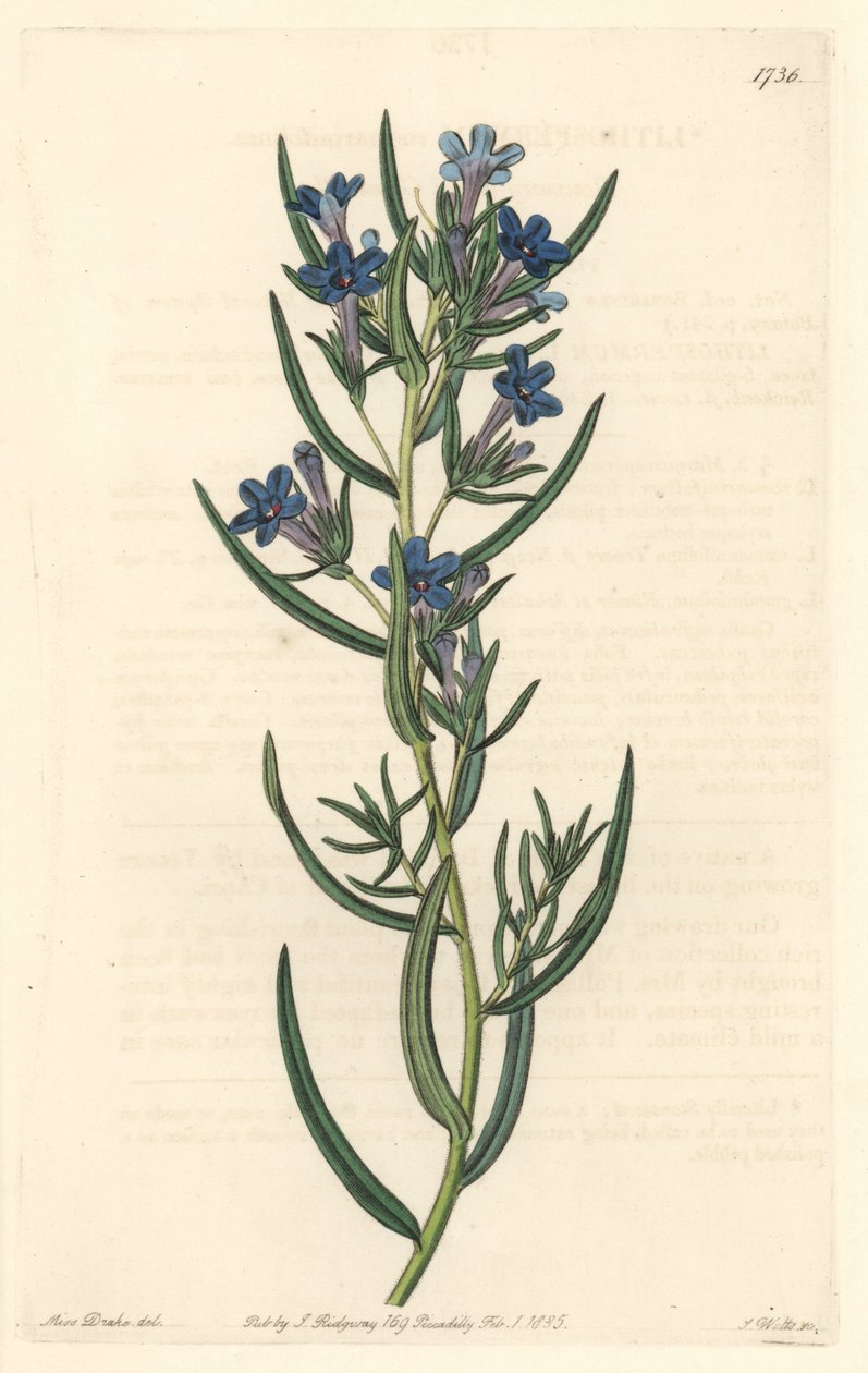 Gremil mit Rosmarinblättern, heimisch in Sizilien von Sydenham Teast Edwards