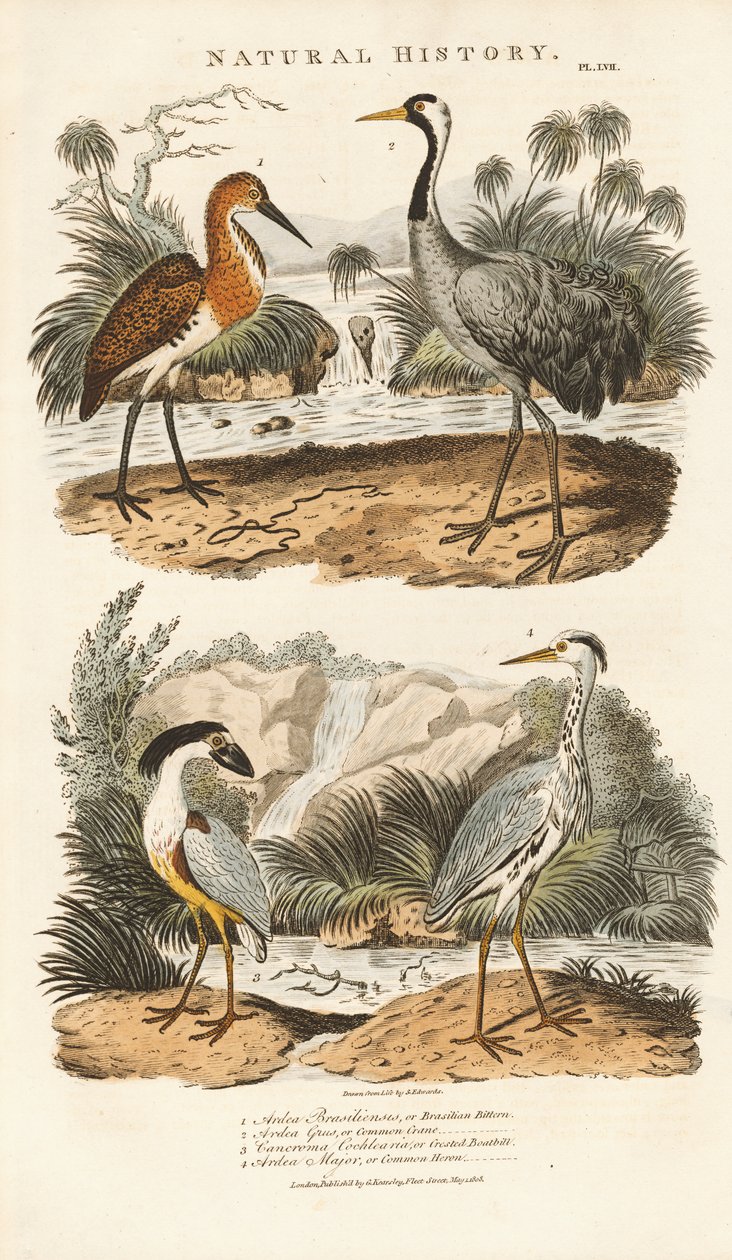 Reiher und Kraniche in ihren Feuchtgebieten von Sydenham Teast Edwards