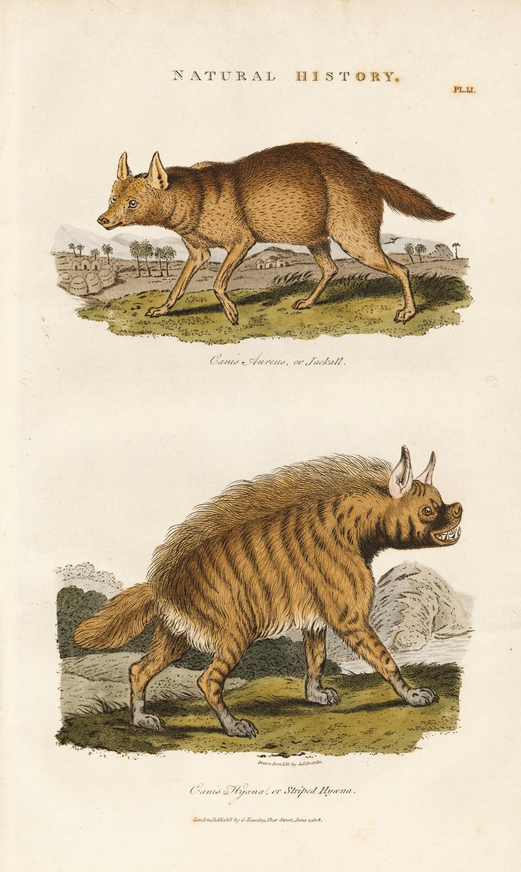 Schakal und Streifenhyäne von Sydenham Teast Edwards