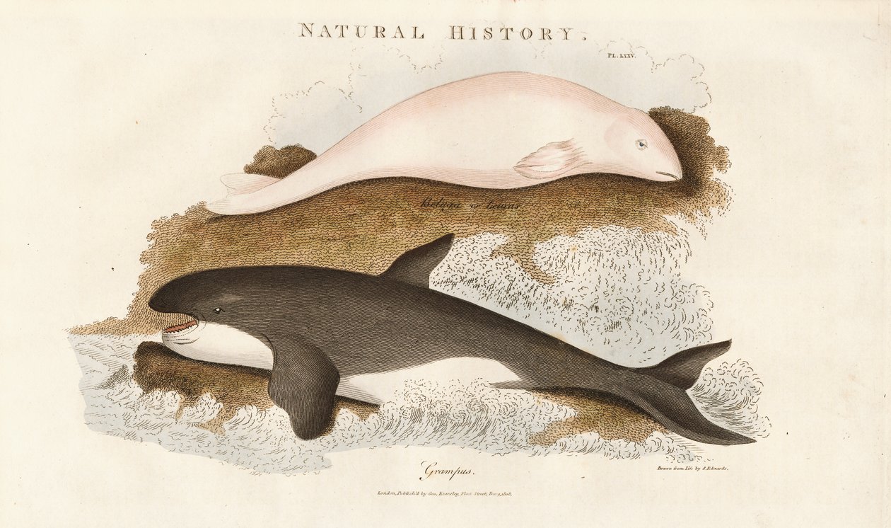 Schwertwal und Belugawal von Sydenham Teast Edwards