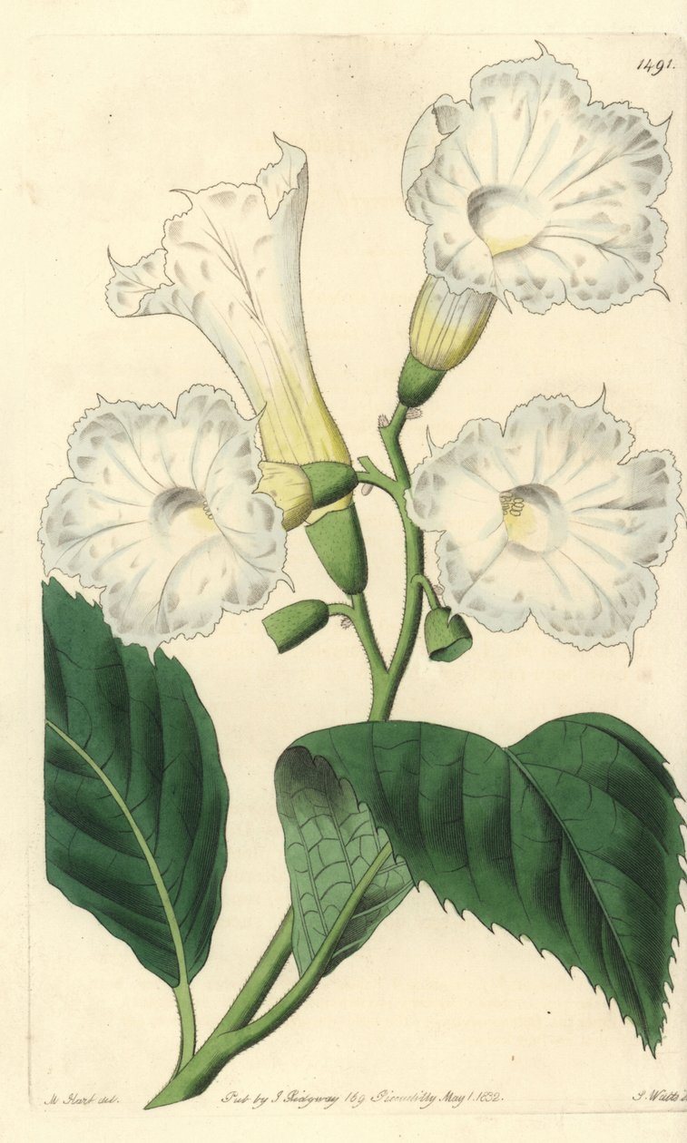 Großblütige Cordia von Sydenham Teast Edwards