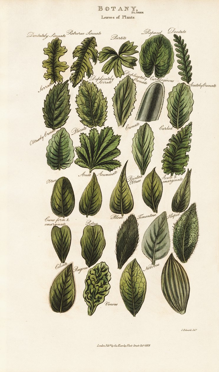 Blattränder und Strukturen in der botanischen Morphologie von Sydenham Teast Edwards
