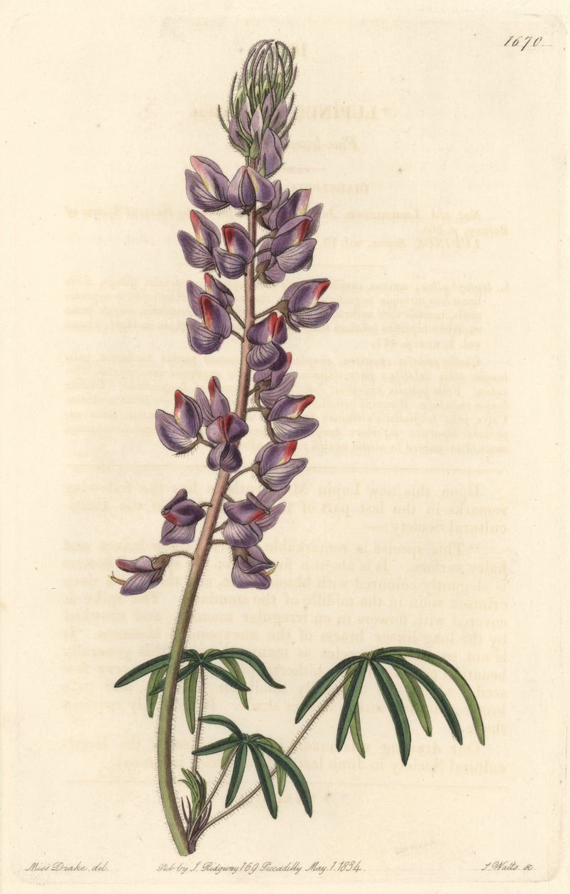 Lupine mit schmalen Blättern - Starkes Wasser von S. Watts nach einer Illustration von Sarah Anne Drake (1803-1857), aus dem Botanical Register von Sydenham Teast Edwards