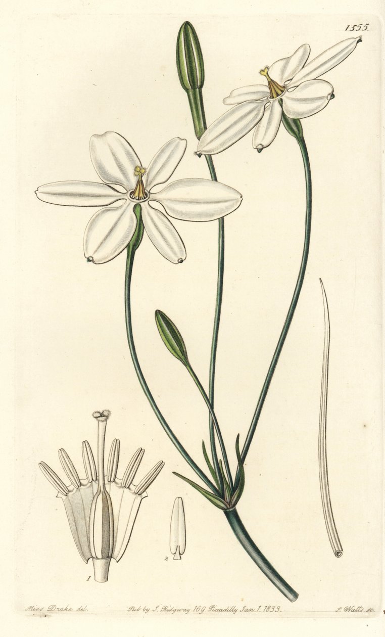 Mexikanischer Stern von Sydenham Teast Edwards