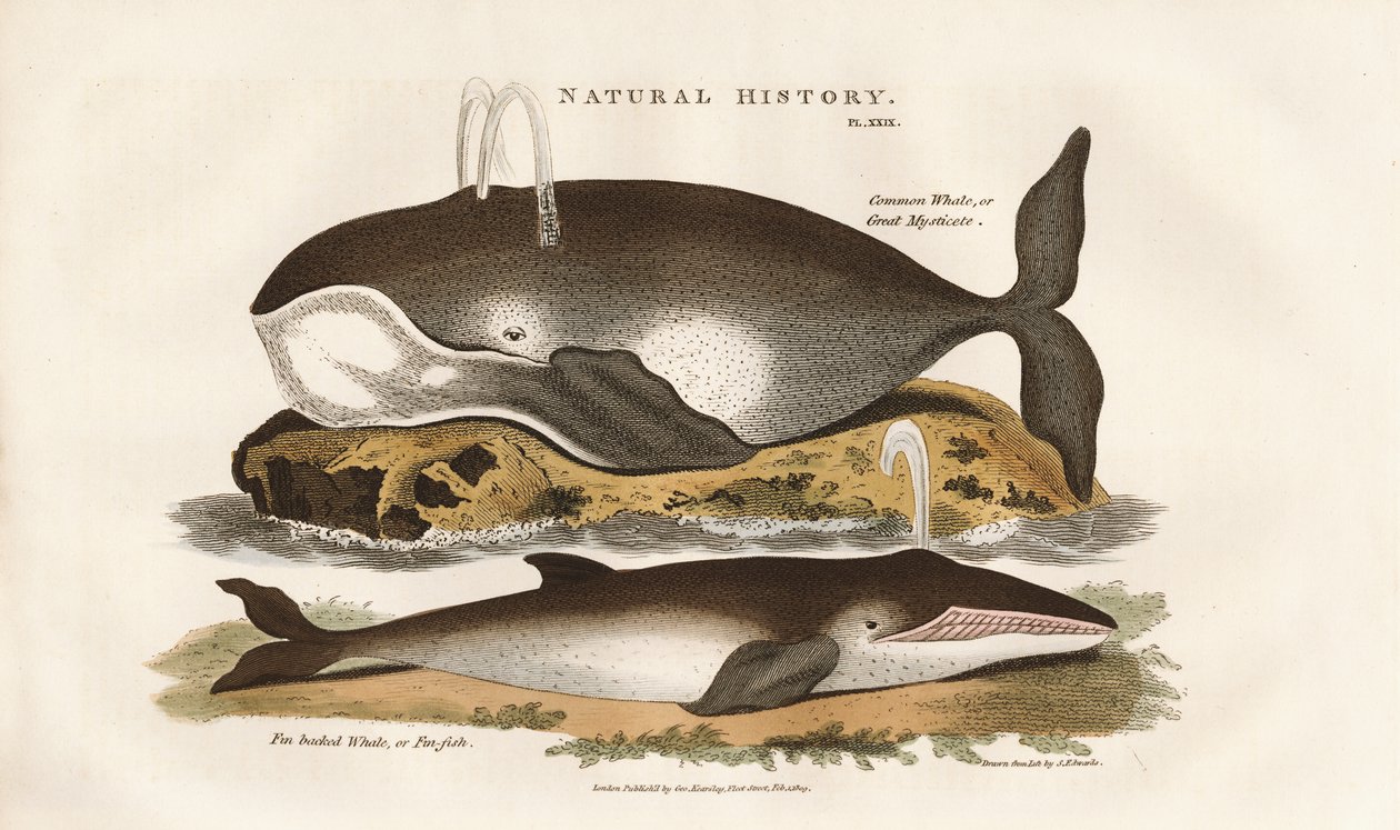 Nordatlantische Wale von Sydenham Teast Edwards