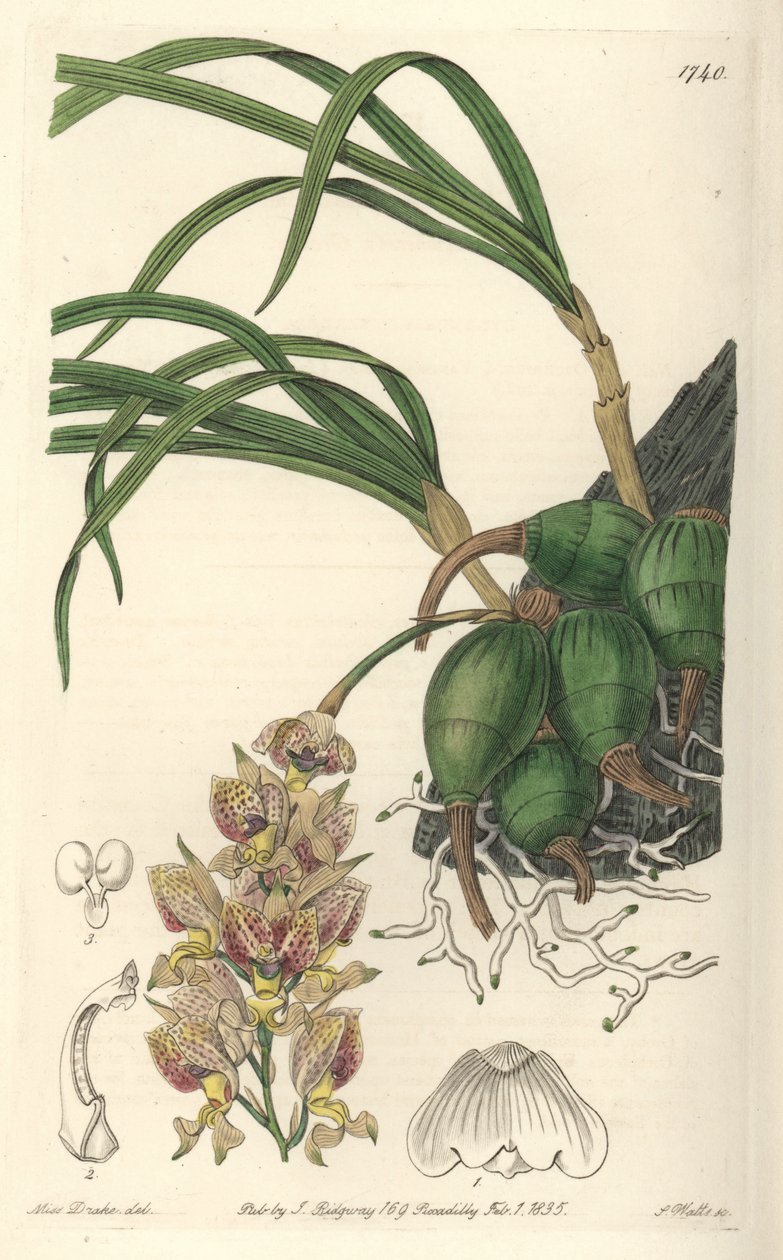 Orchidee Grobya, mit gelben und violetten Blüten, heimisch in Brasilien von Sydenham Teast Edwards