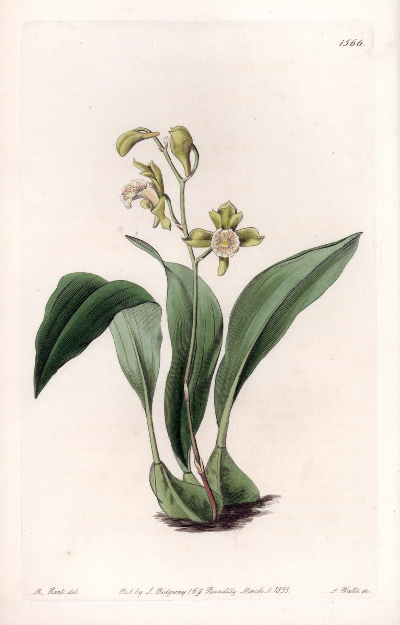 Orchidee: Maxillaria in Büscheln von Sydenham Teast Edwards