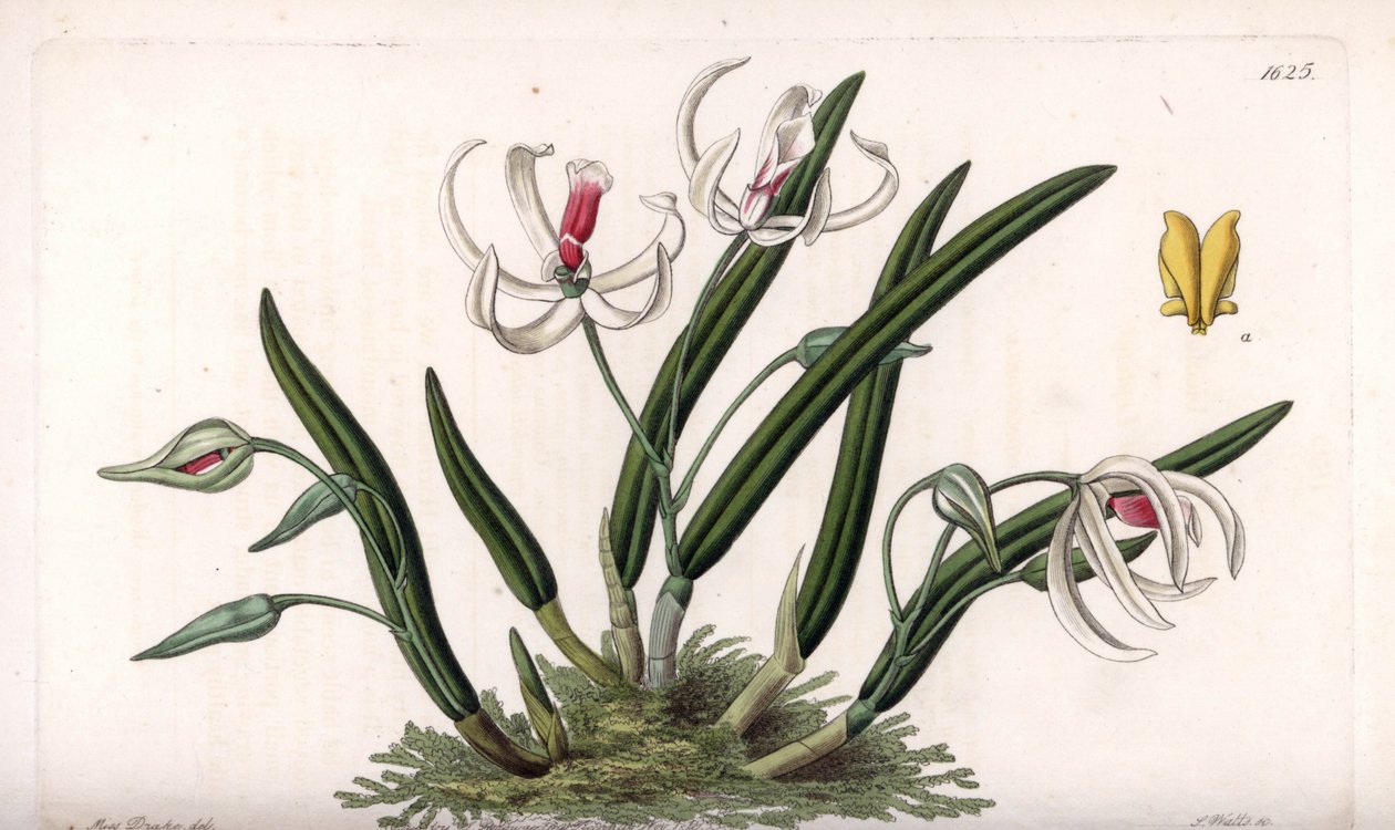 Orchidee: Miniaturvarietät von Leptotes (Tafel) von Sydenham Teast Edwards