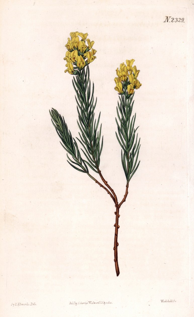 Ovalspitzige Aspalathus von Sydenham Teast Edwards