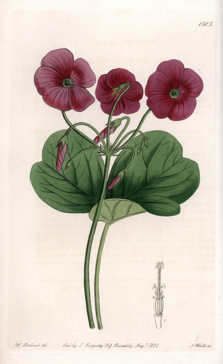 Oxalis de Bowie von Sydenham Teast Edwards