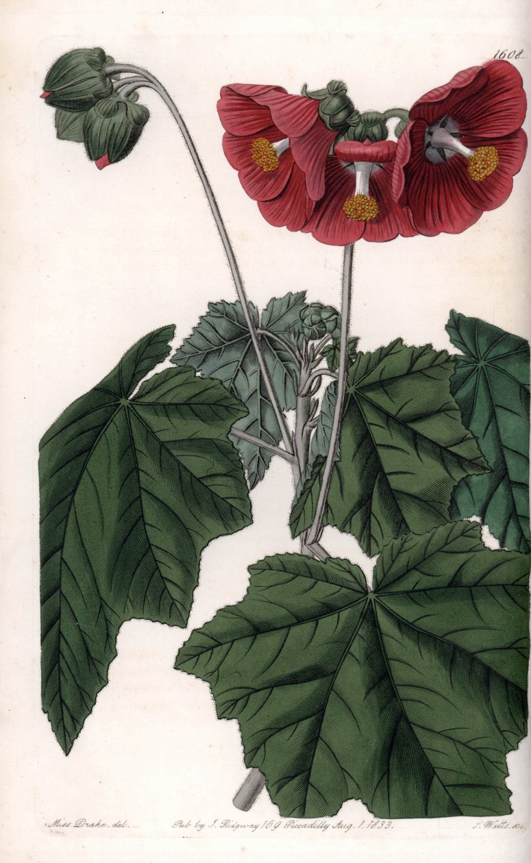 Phymosia Varietät, rote Blüten, heimisch in Mexiko (Tafel) von Sydenham Teast Edwards