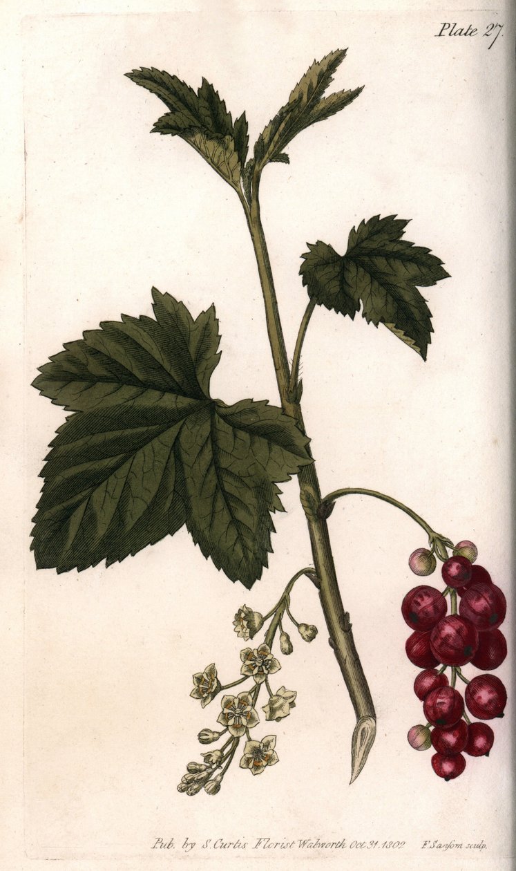 Rote Johannisbeere von Sydenham Teast Edwards