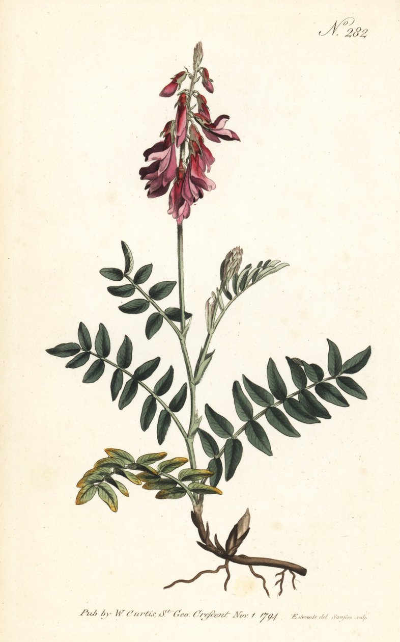 Alpen-Esparsette von Sydenham Teast Edwards