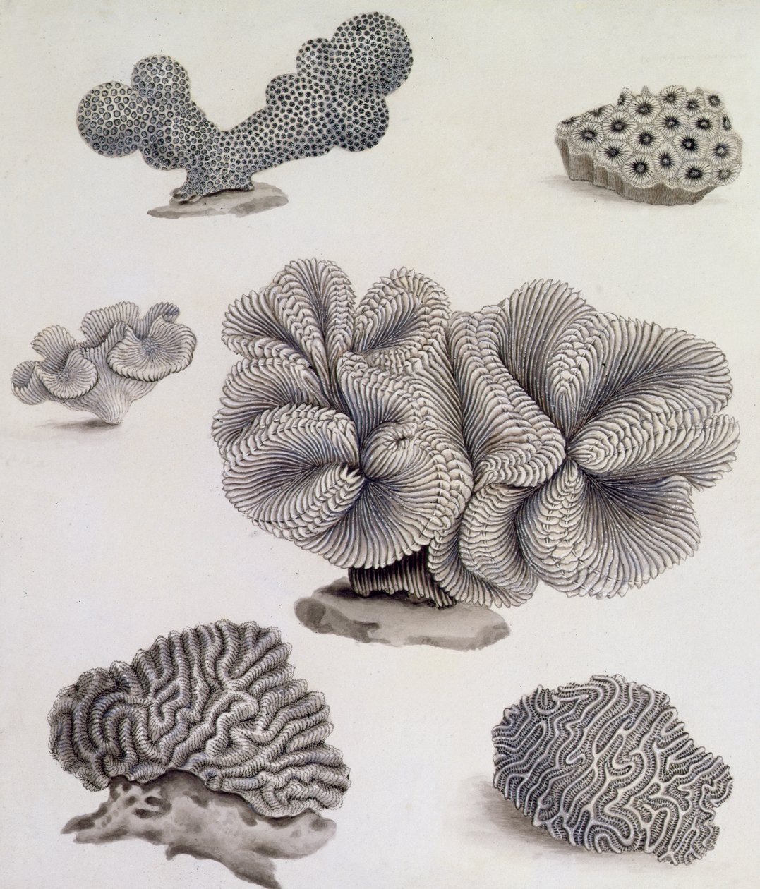 Muscheln und Meeresflora von Sydenham Teast Edwards