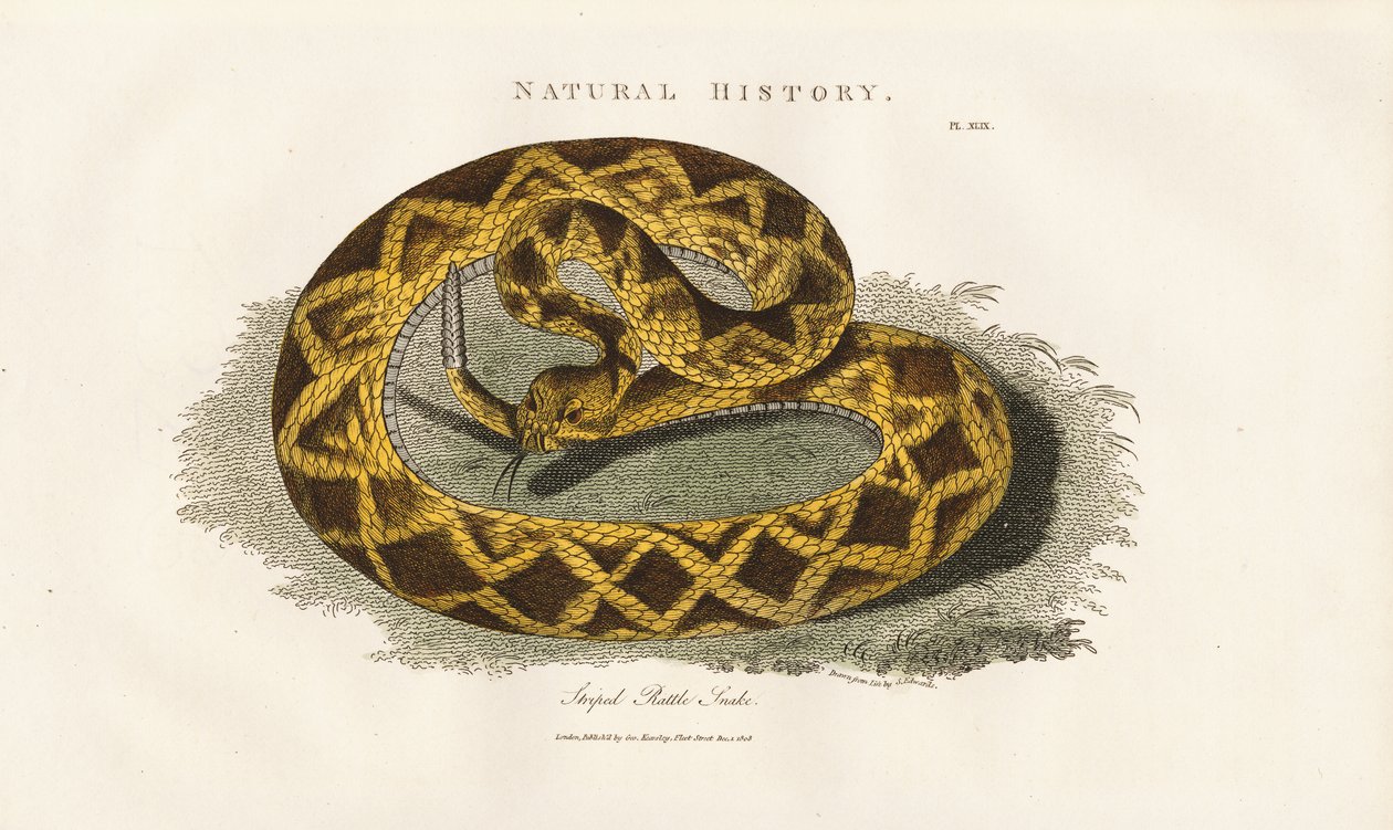 Gestreifte Klapperschlange von Sydenham Teast Edwards