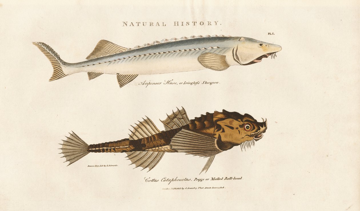 Stör und Pogge von Sydenham Teast Edwards