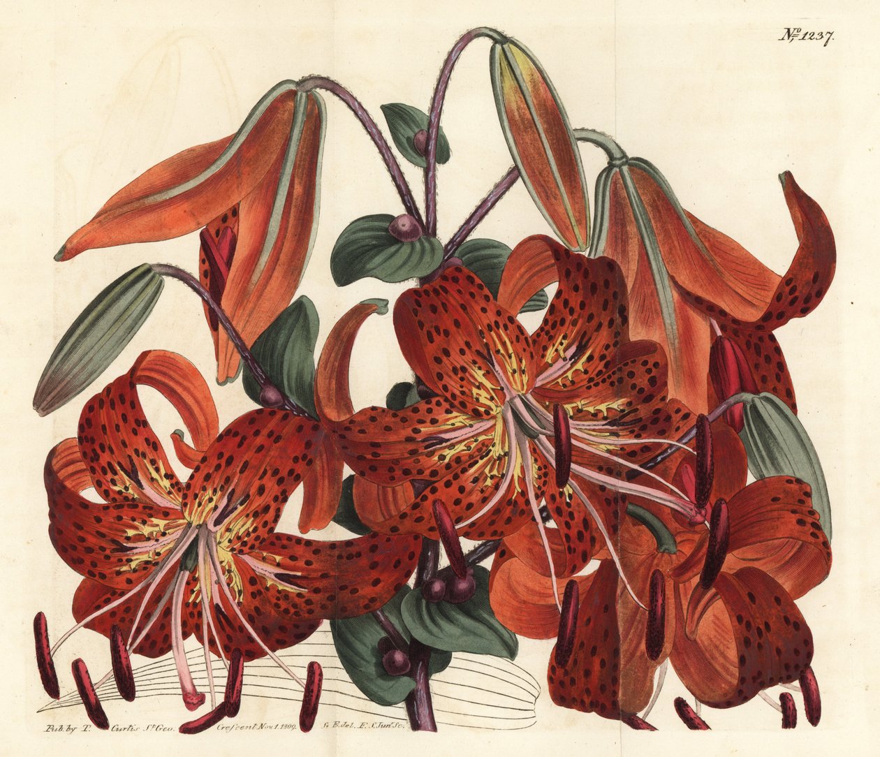 Tigerlilie - Tigerlilie, Lilium lancifolium (Tyger-gefleckte chinesische Lilie, Lilium tigrinum). Handkolorierte Kupferstichgravur von F. Sansom Jr. nach einer Illustration von Sydenham Edwards aus William Curtis