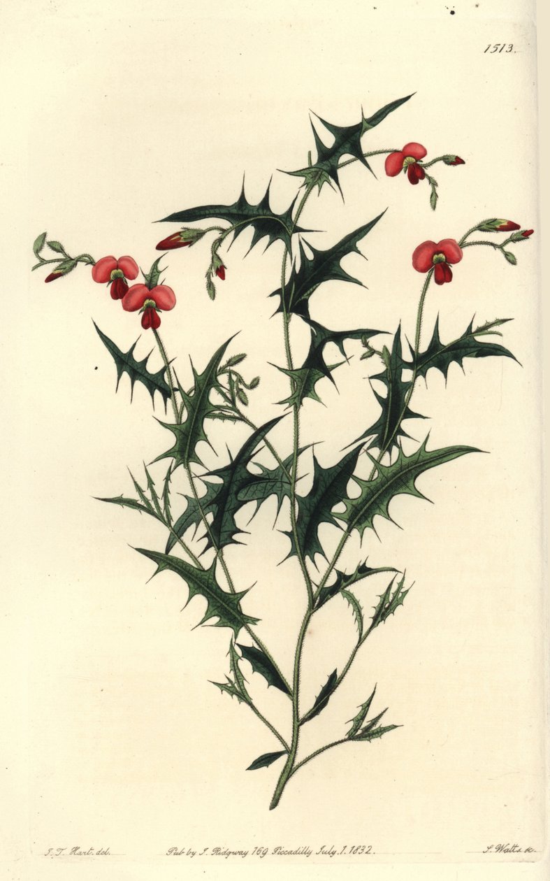 Dreieckiges Chorozema, Chorozema triangulare von Sydenham Teast Edwards