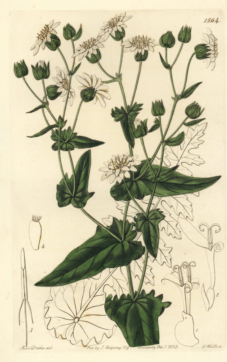 Moscharia pinnatifida von Sydenham Teast Edwards