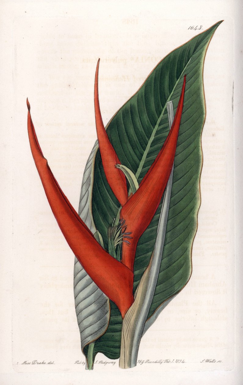 Helikonien-Varietät (Stich von S. Watts, Illustration von Sarah Anne Drake) von Sydenham Teast Edwards