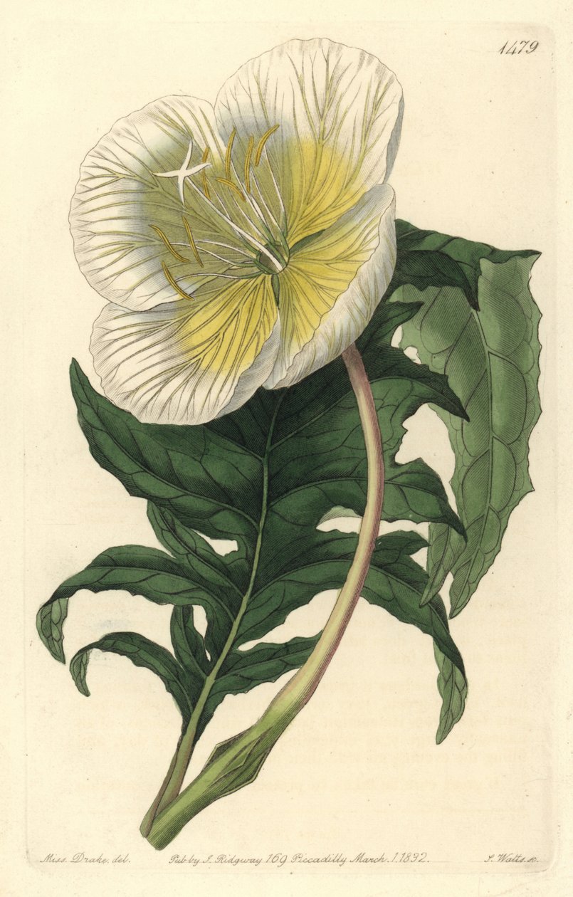 Weiße Nachtkerze, Oenothera anisoloba von Sydenham Teast Edwards