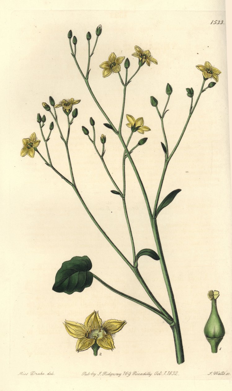 Varietät der Villarsia, endemisch in Australien - Ornduffia reniformis von Sydenham Teast Edwards