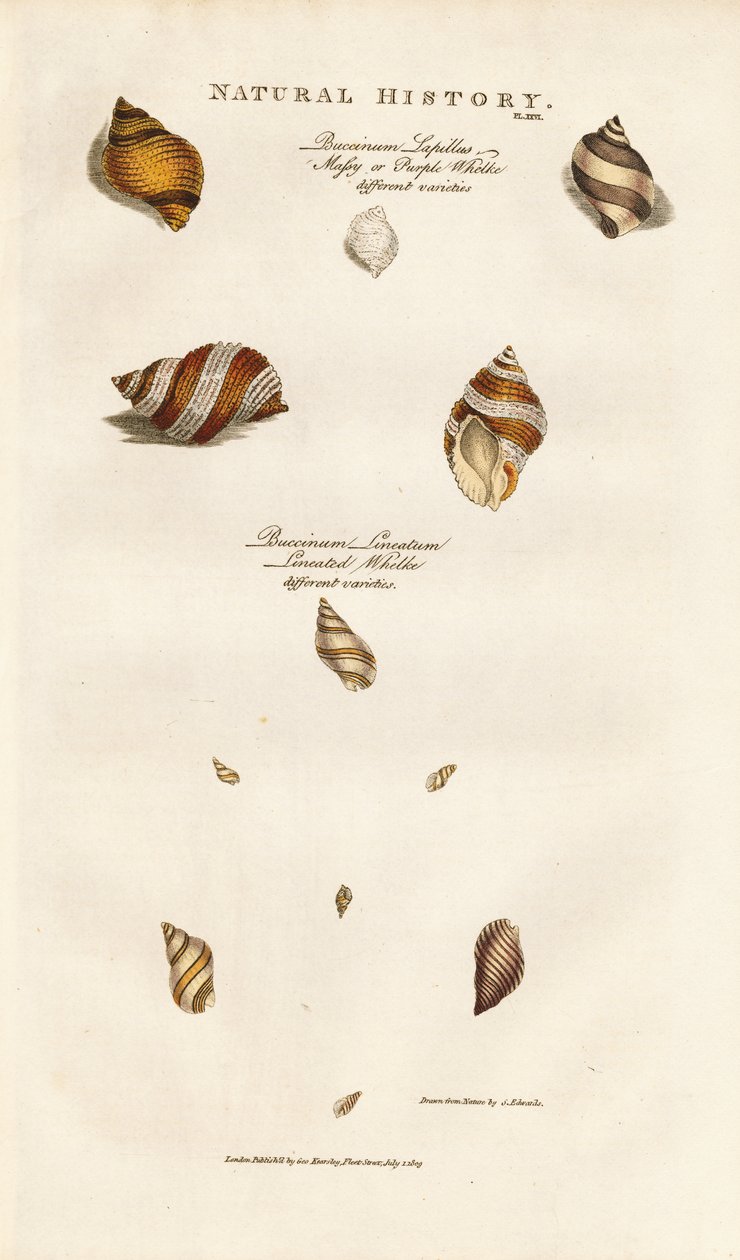 Verschiedene Arten von Wellhornschnecken von Sydenham Teast Edwards