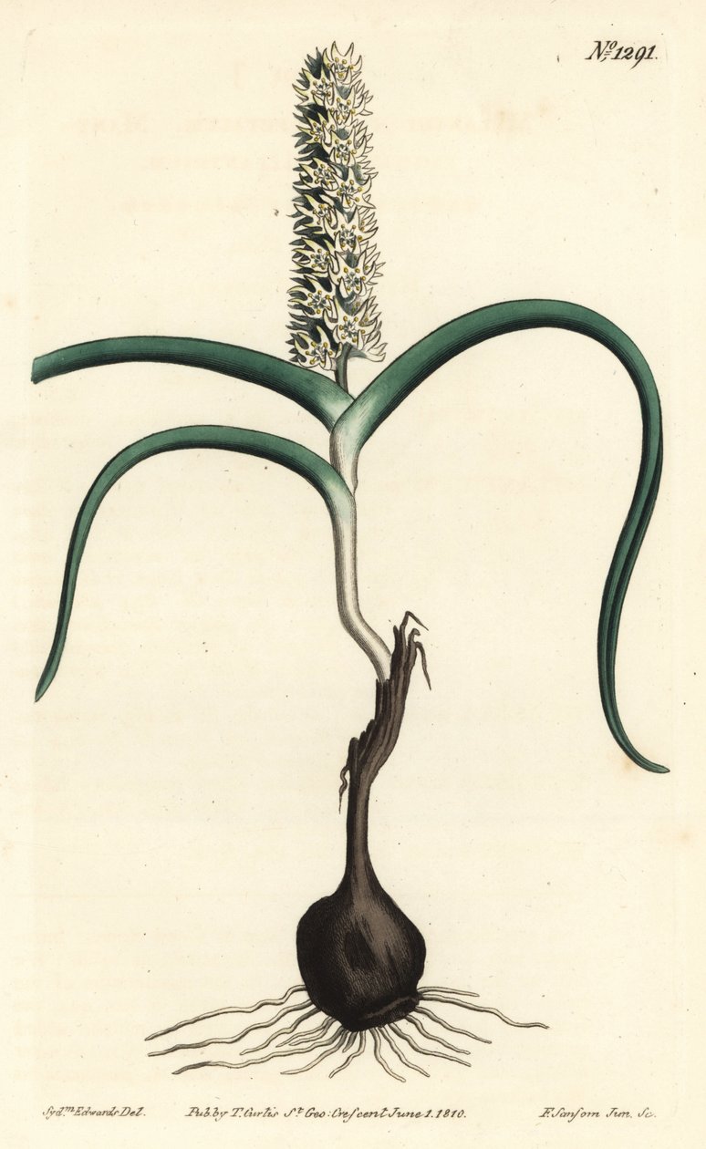 Wurmbea monopetala von Sydenham Teast Edwards