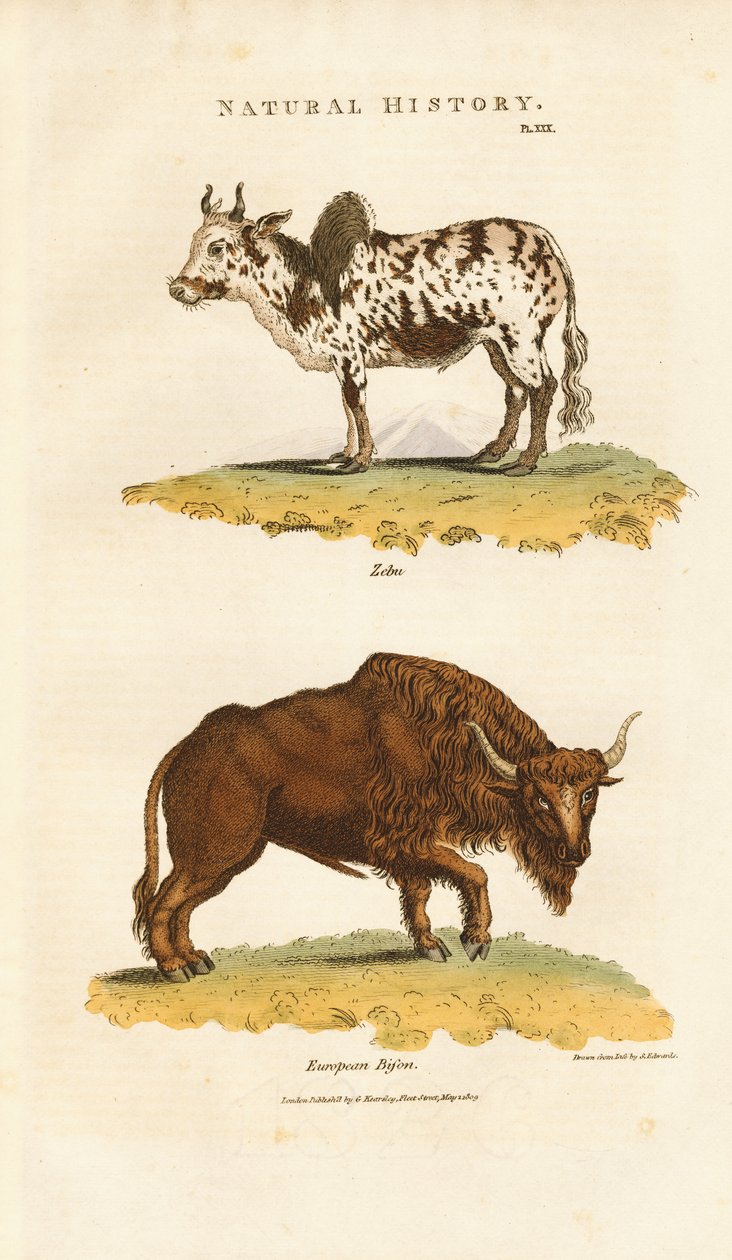 Zebu und Europäischer Bison von Sydenham Teast Edwards