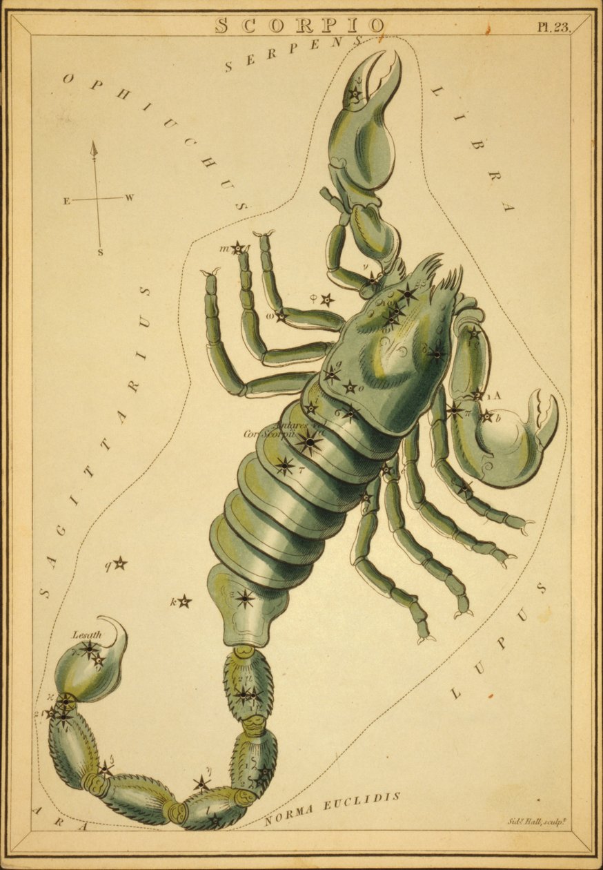Skorpion, Illustration aus 