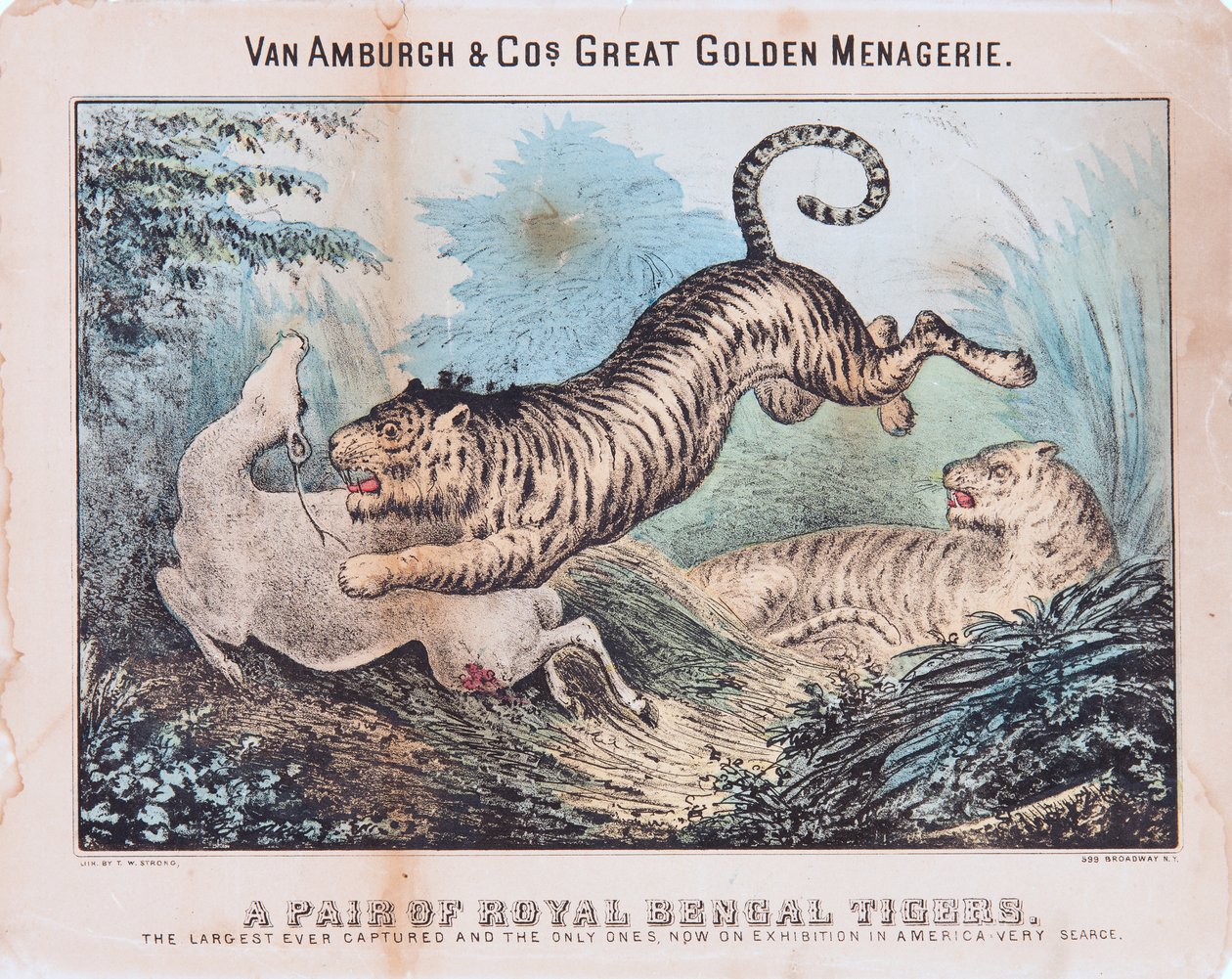 Ein Paar Königstiger von T. W. Strong