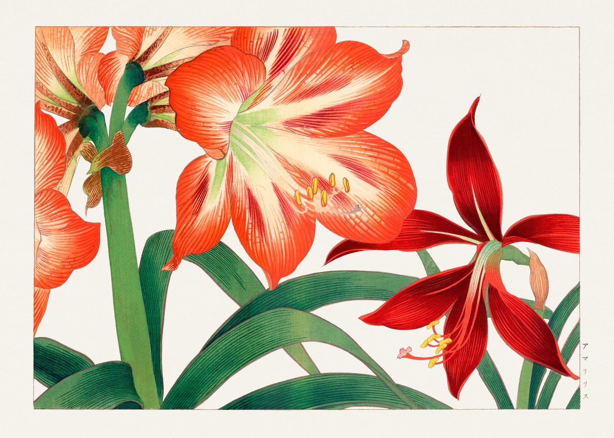 Vintage Amaryllisblume aus "Seiyou Sokazufu" von Tanigami Konan