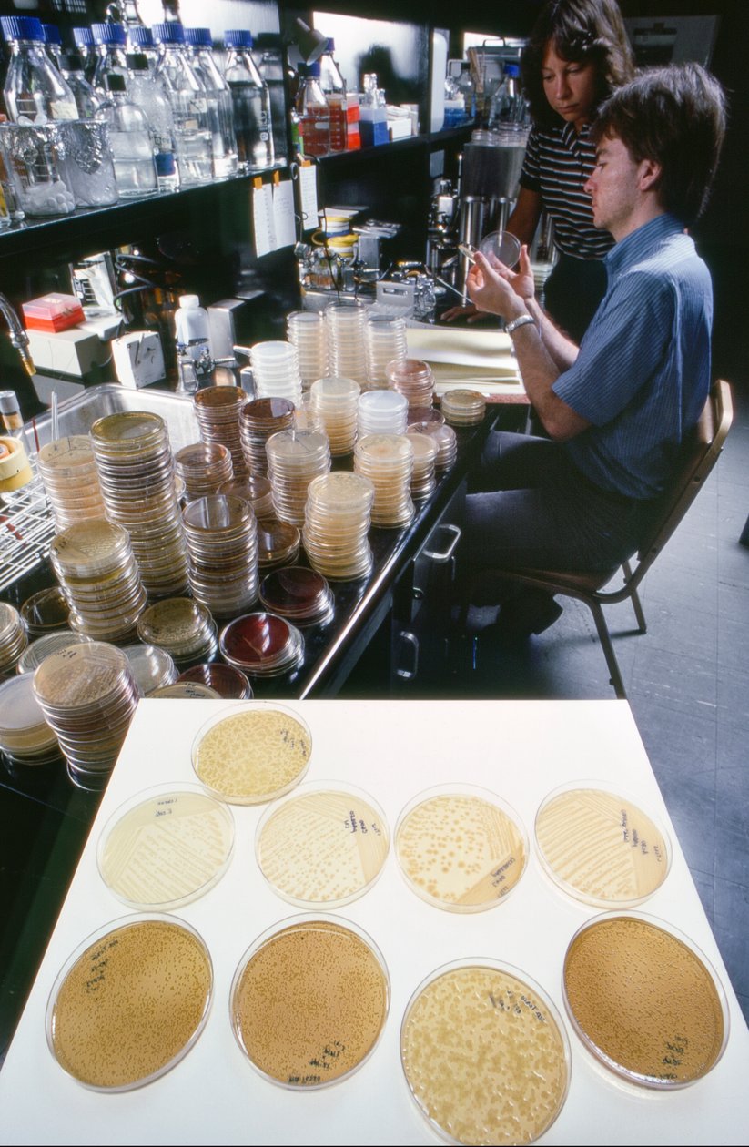 Doktorand an der University of Illinois studiert rekombinante DNA in der Bibliothek der Universität von Ted Spiegel