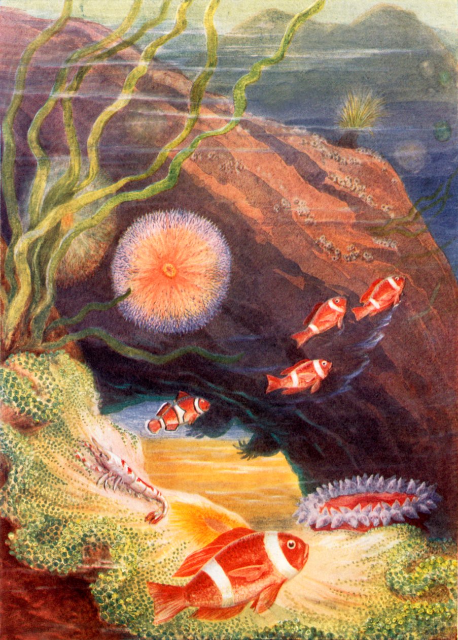 Der Garten des Meeres von Theobald Carreras