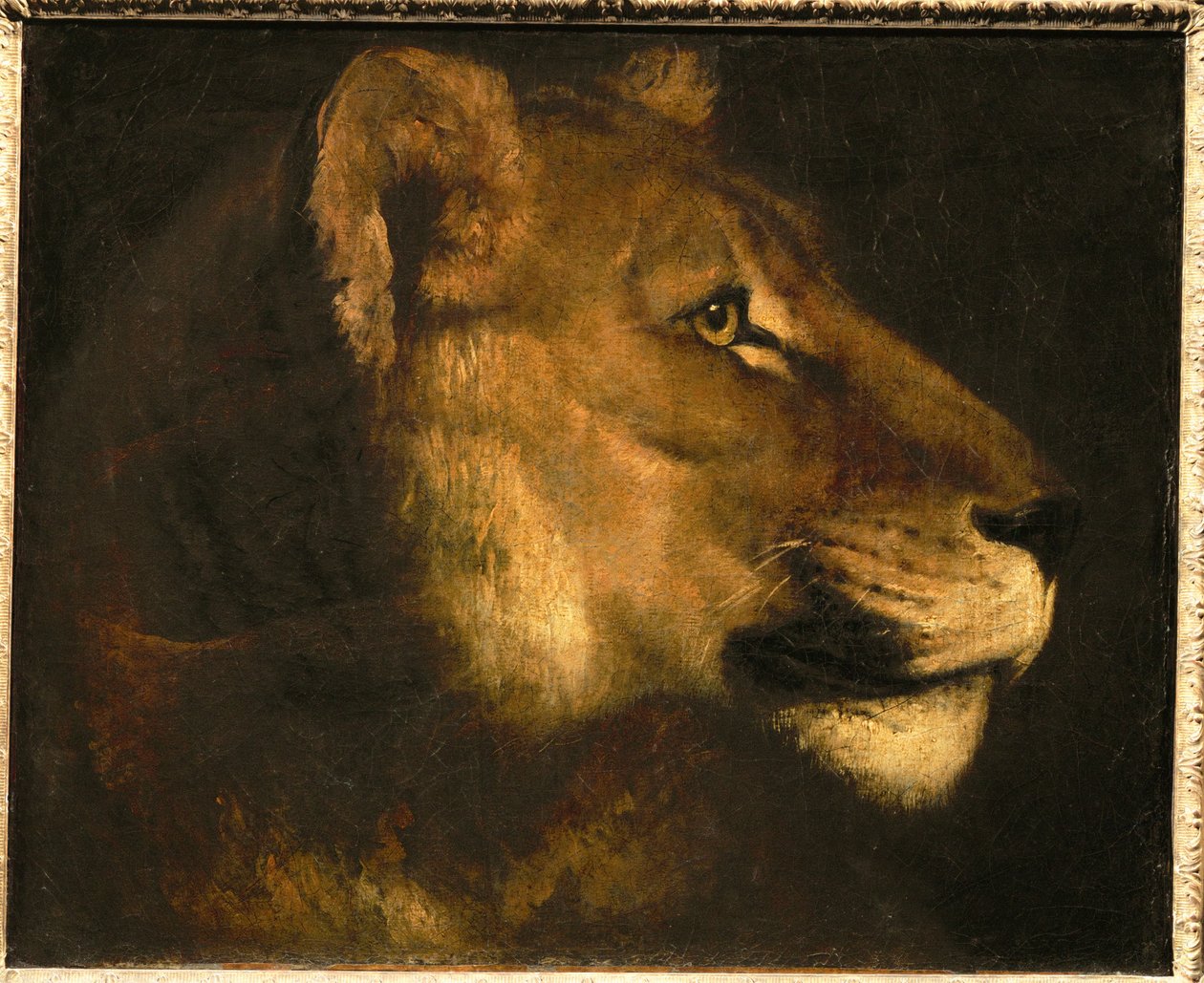Kopf einer Löwin von Theodore Gericault