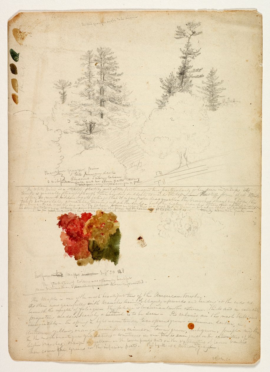 Schöne Gruppen von Kiefern; Farbtöne von Ahorn, New Hampshire, 30. September 1828 von Thomas Cole